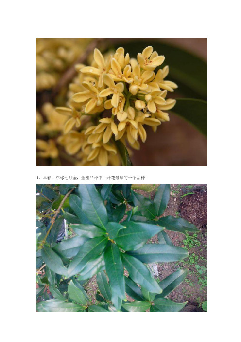 桂花品种(品种全-花叶清晰).wps