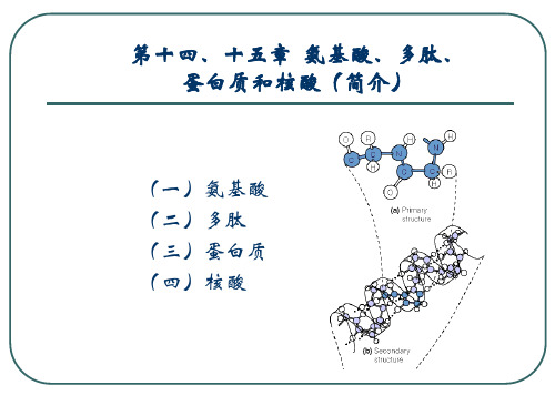 【有机化学】氨蛋核【课件PPT】