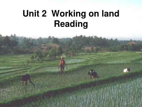 人教新课标高中英语必修四-Unit2  working the land reading 课件 (共21张PPT)