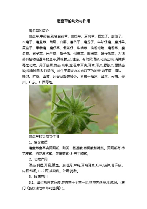 磨盘草的功效与作用