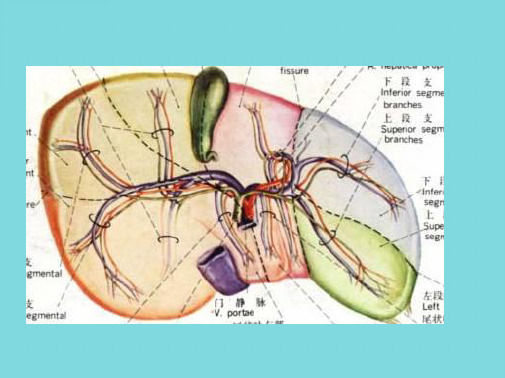 肝的血液循环(共8张PPT)