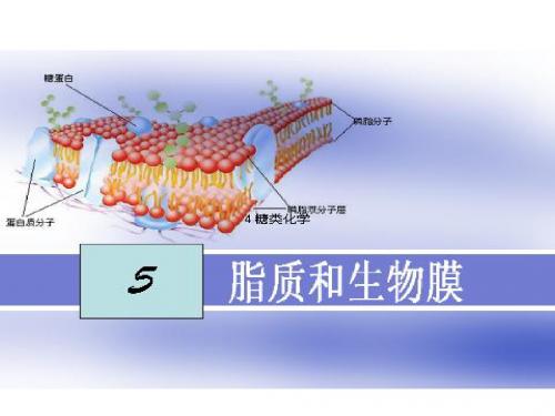 生物化学  5 脂质和生物膜