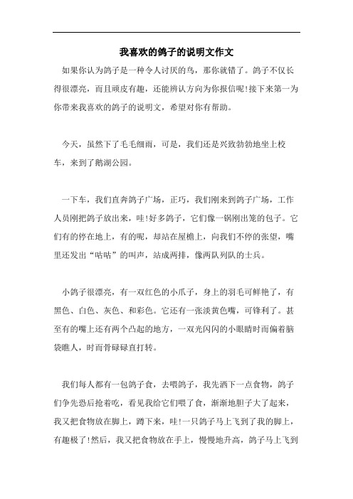 我喜欢的鸽子的说明文作文