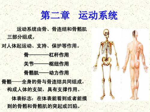 运动系统——骨学概述