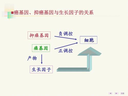 生物化学癌基因抑癌基因与生长因子