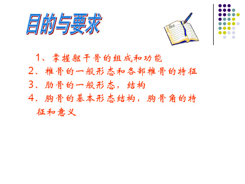 躯干骨1-人体解剖学课件.ppt