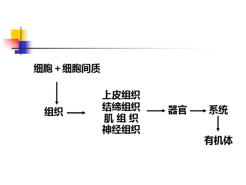 第2章：上皮组织