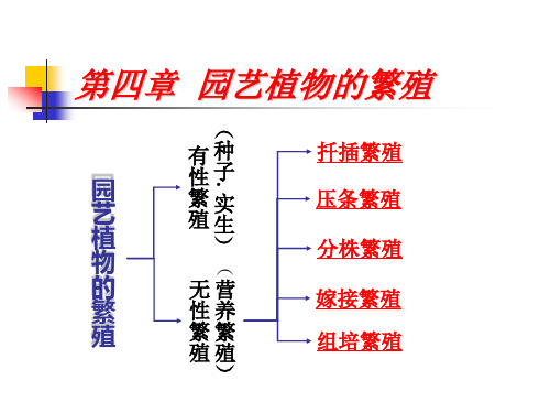 第四章 繁殖2