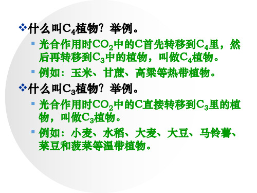 C3植物和C4植物及光呼吸