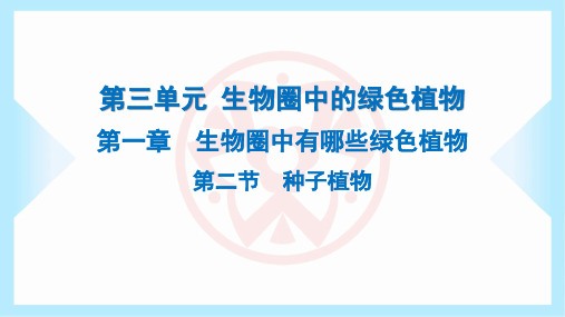 2023年人教版七年级上册生物第三单元生物圈中的绿色植物第一章生物圈中有哪些绿色植物第二节种子植物