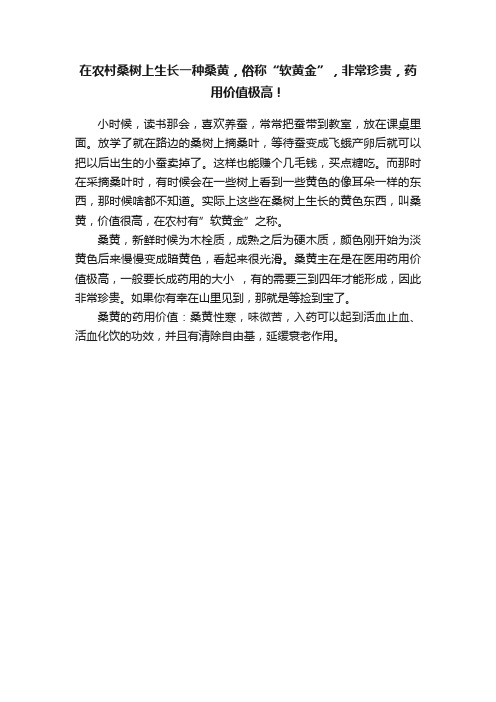 在农村桑树上生长一种桑黄，俗称“软黄金”，非常珍贵，药用价值极高！