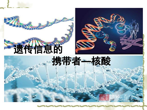 人教版高一生物必修一：2.3《遗传信息的携带者——核酸》 课件(共29张PPT)