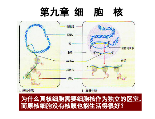 《医学细胞生物学》课件：第九章 细胞核 