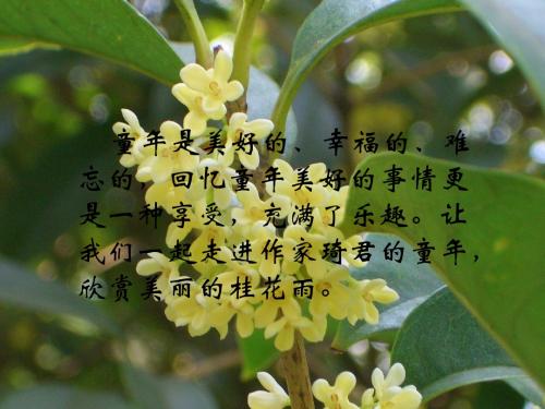 鲁教版四年级语文23.桂花雨