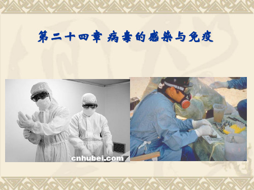 医学微生物学:第二十四章 病毒的感染与免疫