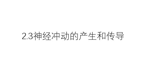 2.3神经冲动的产生和传导课件-高二上学期生物人教版选择性必修12