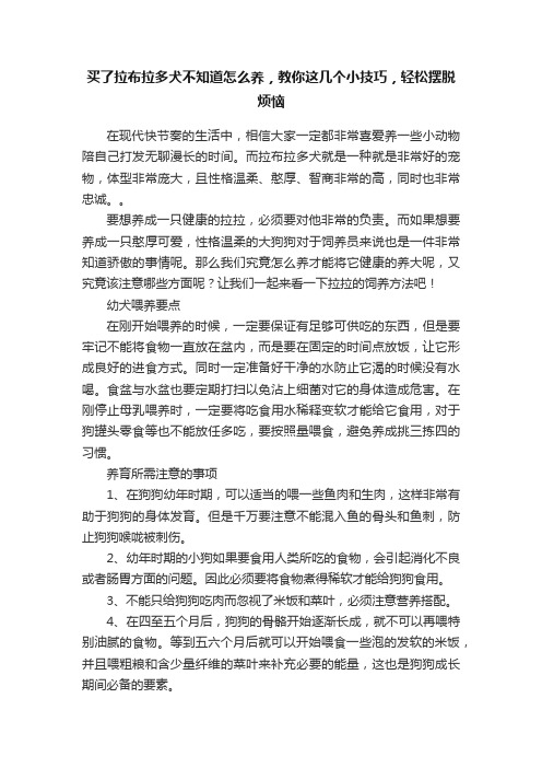 买了拉布拉多犬不知道怎么养，教你这几个小技巧，轻松摆脱烦恼