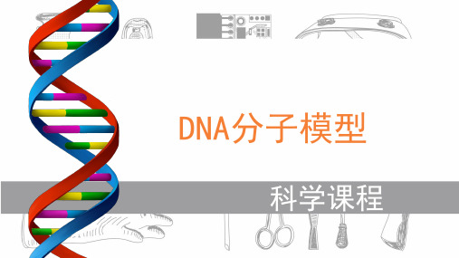 【中级】DNA分子模型