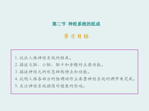 2020人教版七年级生物下册  4.6.2 神经系统的组成