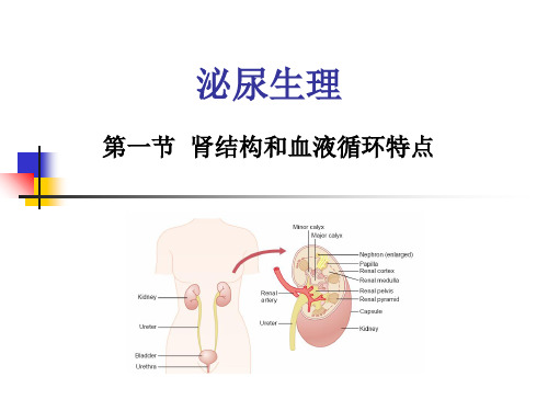 生理学 肾脏的排泄功能 X(共61张PPT)