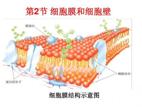 细胞膜和细胞壁