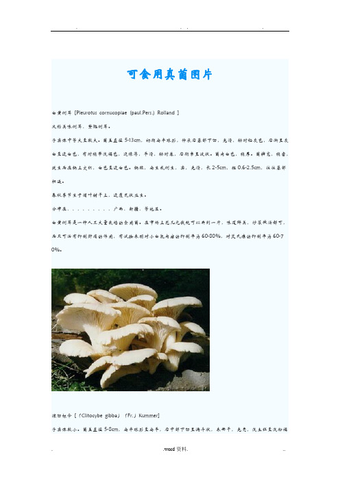 可食用真菌图片