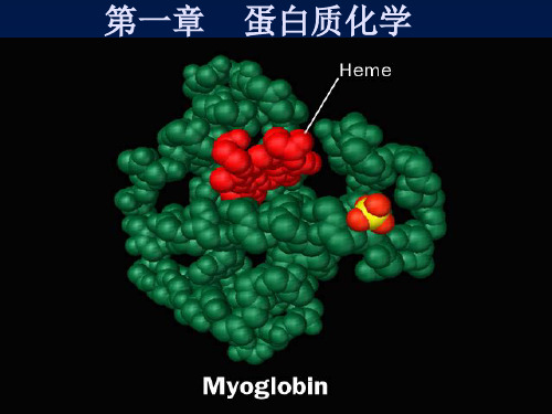 第一章    蛋白质讲解