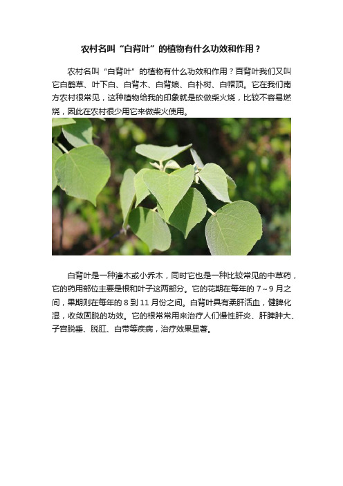 农村名叫“白背叶”的植物有什么功效和作用？