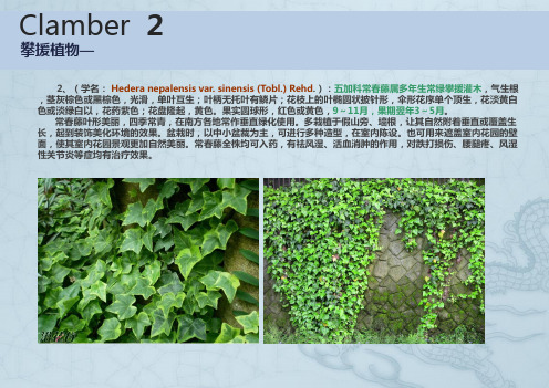 常见攀援植物1801