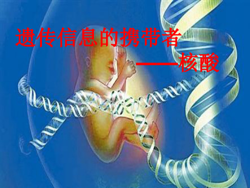 高中生物必修1《第2章细胞的化学组成第3节生命之本——生物大分子二核酸》275北师大PPT课件