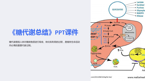 《糖代谢总结》课件