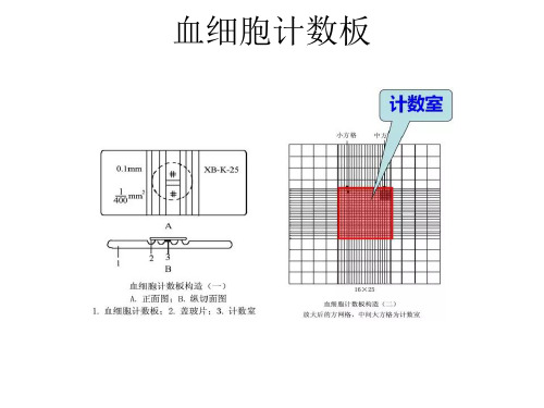 血细胞计数板的使用