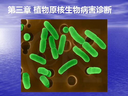 第三章-植物病原原核生物及其病害