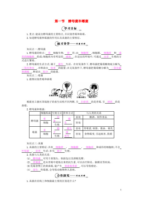 八年级生物上册 第五单元 第二章 第一节《酵母菌和霉菌》导学案 (新版)冀教版