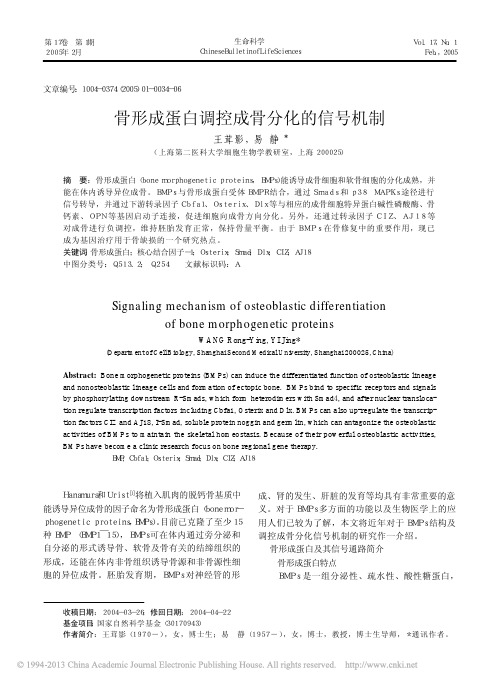 骨形成蛋白调控成骨分化的信号机制