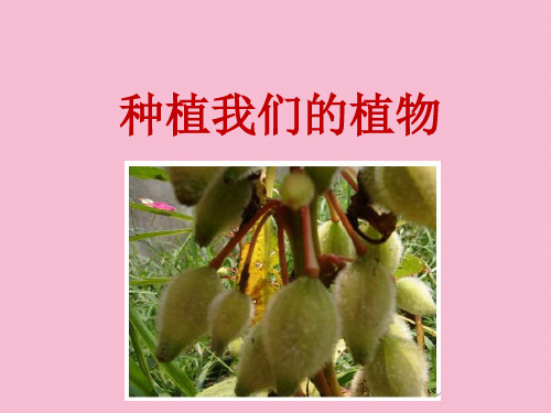 种植我们的植物教学ppt课件