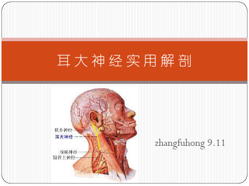 耳大神经实用解剖