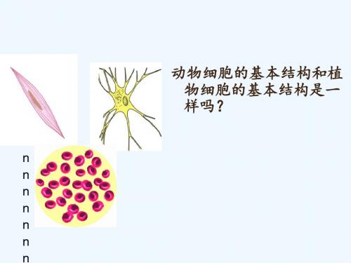 广东省汕头市七年级生物上册 2.1.3 动物细胞教案 (新版)新人教版