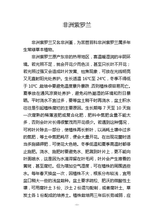 非洲紫罗兰