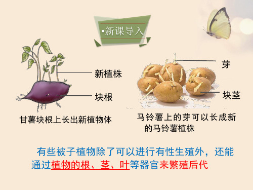  被子植物的生殖——无性生殖 课件(共29张PPT) 冀少版生物八年级下册