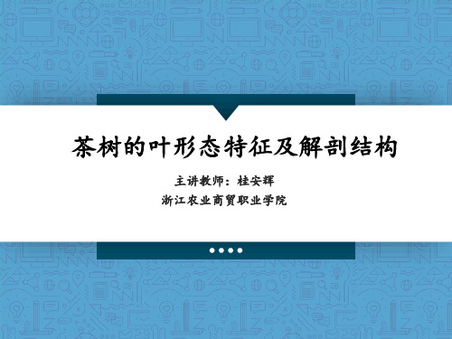 茶树的叶形态特征及解剖结构答辩