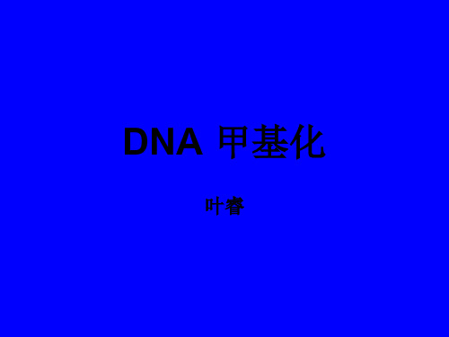 DNA 甲基化