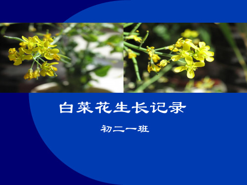 植物生长记录白菜花篇寒假 ppt课件