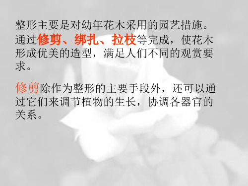 花卉整形修剪促成抑制栽培ppt课件