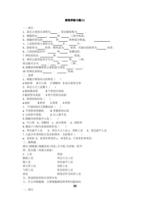 运动解剖学期末试题