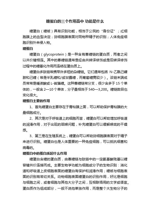 糖蛋白的三个作用高中功能是什么