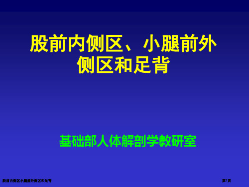 股前内侧区小腿前外侧区和足背专家讲座