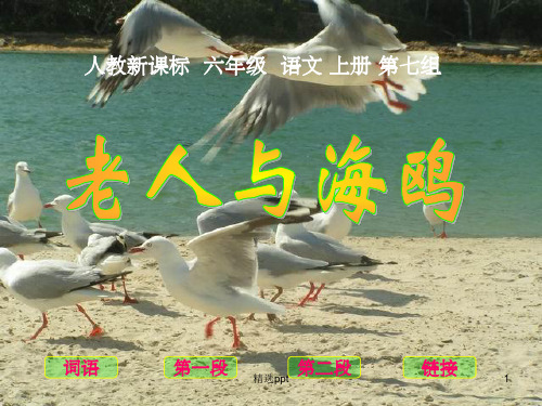 《老人与海鸥》PPT课件