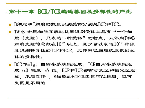 11 BCR TCR的编码基因