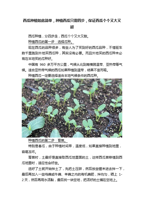 西瓜种植如此简单，种植西瓜只需四步，保证西瓜个个又大又甜